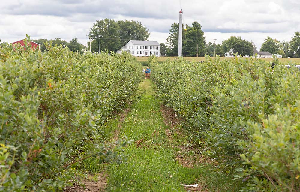 Duke and Draper blueberry bushes at Orchard Dale Fruit Co. in Waterport, New York. The Brown family is one of the few wholesale blueberry growers in the region. A market exists for local berries, but labor costs and other factors impose limitations. (Matt Milkovich/Good Fruit Grower)