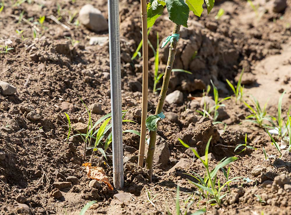 Morgan planted these container-grown Taylor Rome trees on G.969 at 4-foot by 12-foot spacing in July, with posts every 25 feet. Two wires and a conduit pipe next to every tree provide support — the same way he trellises his fresh blocks. (Matt Milkovich/Good Fruit Grower)