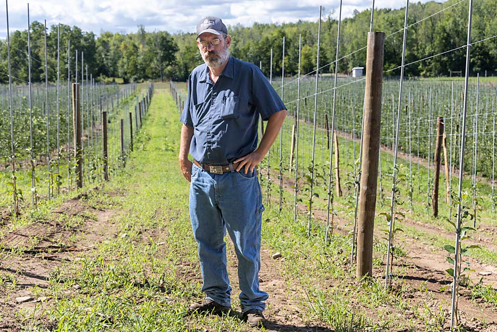 Ben Nevlezer, Morgan’s orchard manager, stands in the farm’s high-density processing block. He’s standing between rows of Taylor Rome trees that were grown in Ellepots and planted this year. To the far left and right are Golden Delicious trees planted last year. Morgan wanted two varieties in the block, for cross-pollination. (Matt Milkovich/Good Fruit Grower)