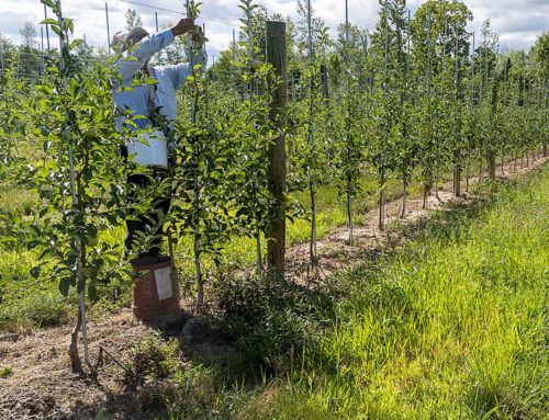 A shift in the process for processing orchards
