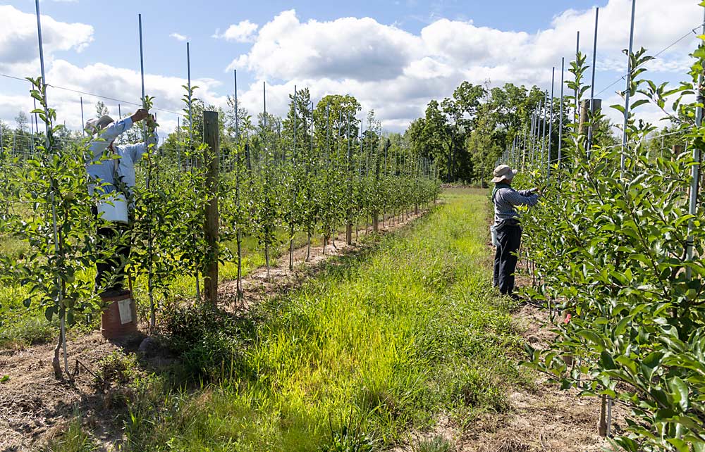 Workers tie trees to trellises at Ned Morgan’s Western New York orchard in August. The Golden Delicious trees on M.9-337 rootstock, planted last year, are part of a high-density processing block. Processing prices are high right now, and Morgan thought the block might be worth the investment. (Matt Milkovich/Good Fruit Grower)