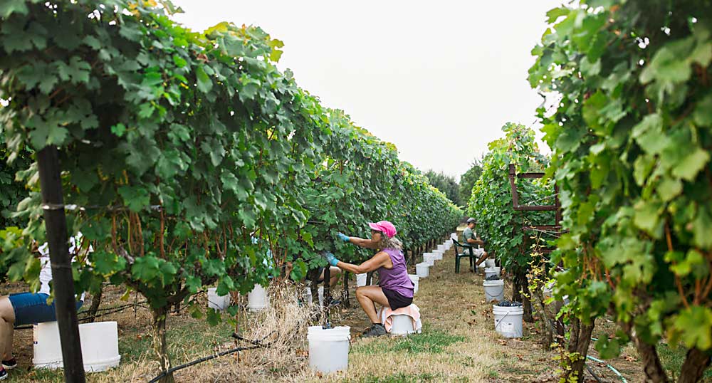 Workers harvest grapes at Lost Oak Winery in Burleson, Texas. Winery president Roxanne Myers said Texas grape growers don’t have too much trouble finding farm labor because many of them grow other crops, especially in the heavily agricultural western part of the state. (Courtesy Lost Oak Winery)