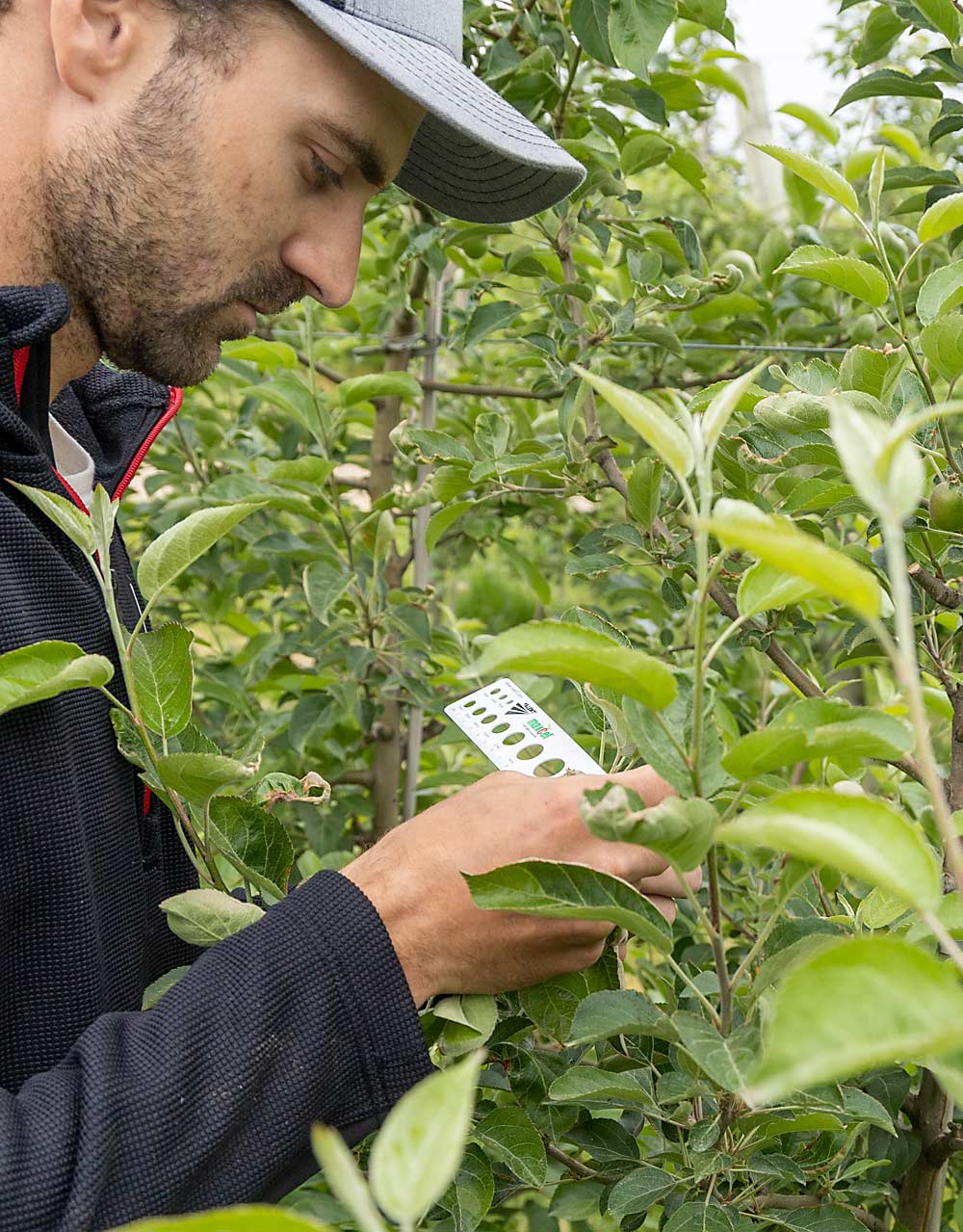 Wittenbach, seen here measuring fruitlets, studied horticulture at Michigan State University. He said LTI’s members want to learn more about thinning, fertigation and chemigation. (Matt Milkovich/Good Fruit Grower)