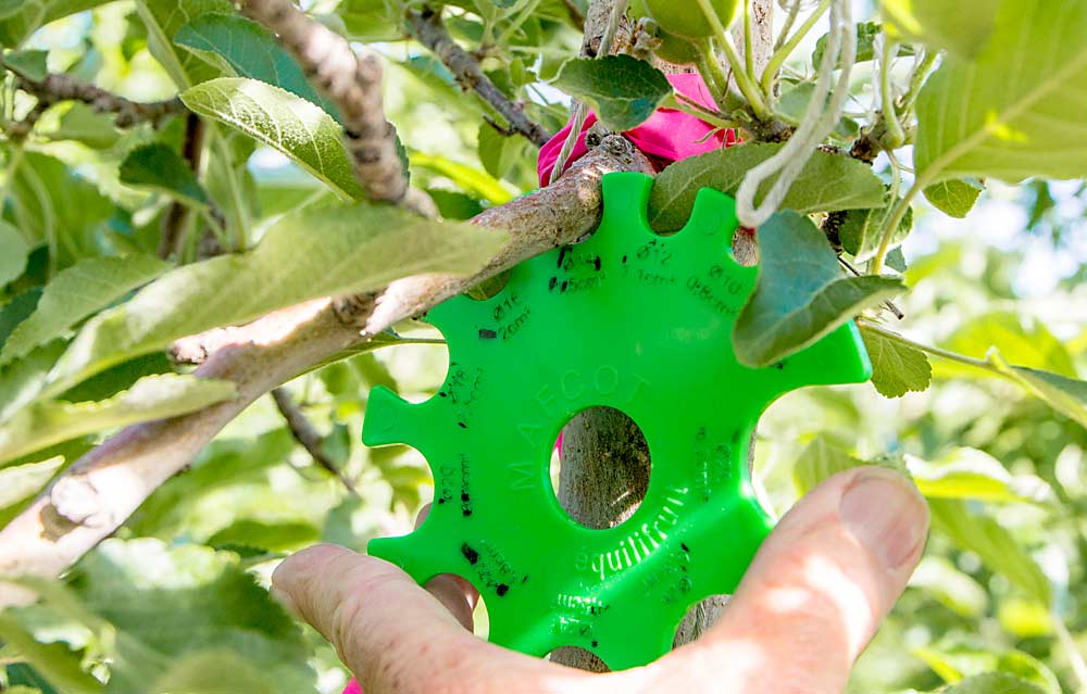 Ken Breen, scientist for The New Zealand Institute for Plant and Food Research, examines the effectiveness of artificial spur extinction using an Equilifruit Disk, also known as a MAFCOT wheel, in a Jazz apple block near Selah, Washington, in 2017. (Shannon Dininny/Good Fruit Grower)