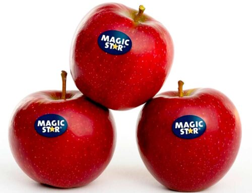 Magic Star apple to enter U.S. market
