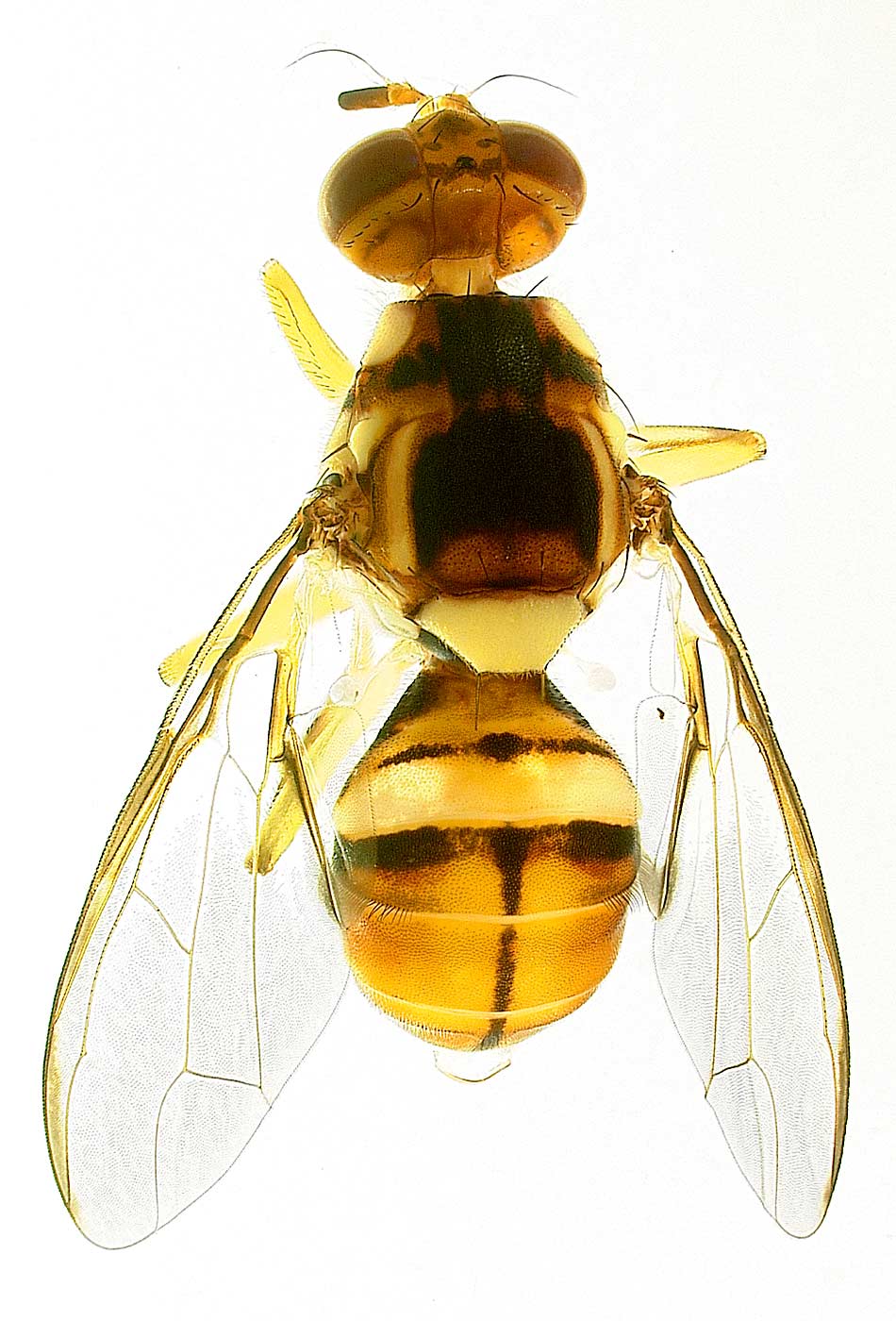 The oriental fruit fly (Bactrocera dorsalis), which is native to Asia, has hundreds of host plants, including peach, nectarine, apricot, pear and grape. Florida was able to eradicate it within a few months of the outbreak’s initial discovery. This fly was trapped in the field during the eradication effort. (Courtesy Gary Steck/Florida Department of Agriculture and Consumer Services)