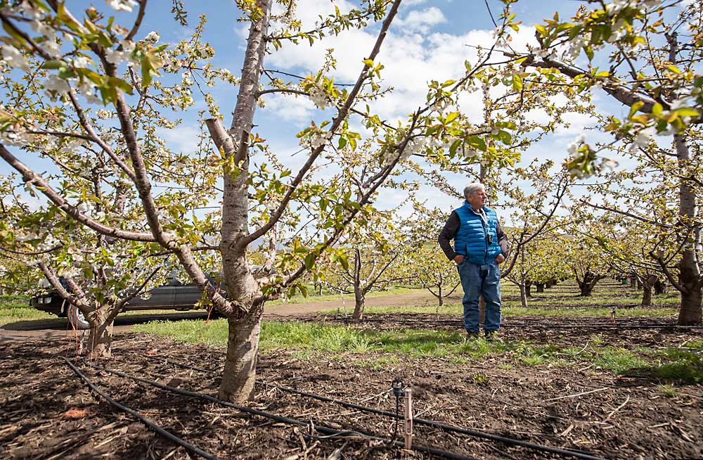 Grower Mike Manning discusses his Black Pearl cherries in a central leader system on Gisela 6 rootstocks in April 2022 in The Dalles, Oregon. The variety has become popular among Northwest growers after they observed it for several years in trial and demonstration blocks. (TJ Mullinax/Good Fruit Grower)