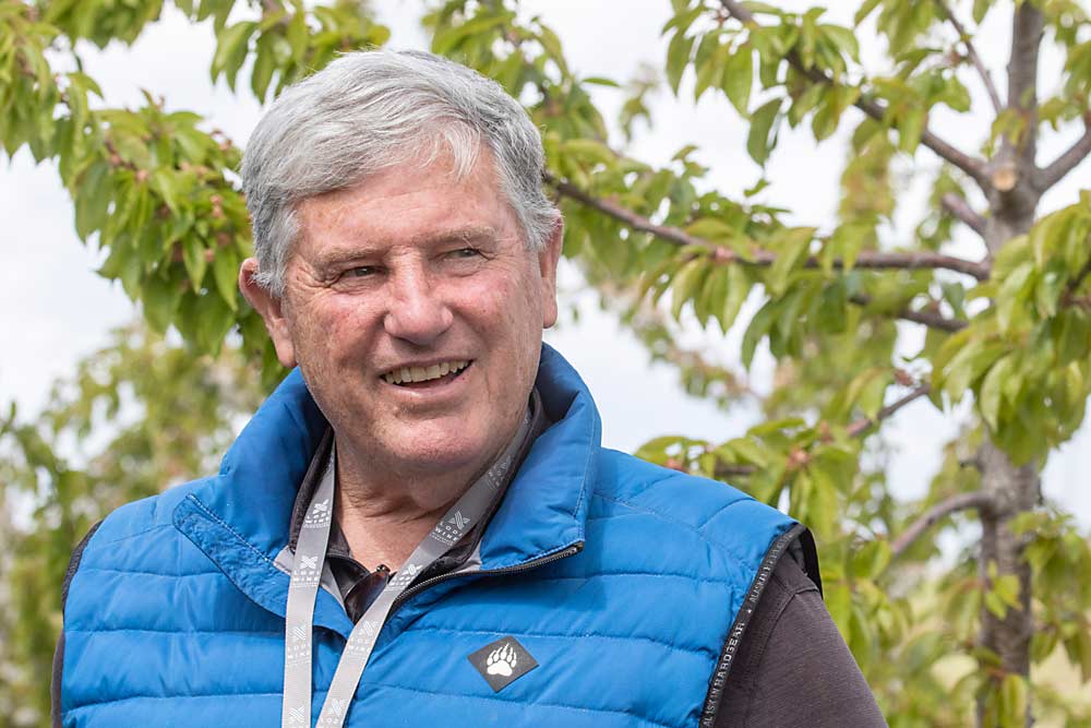 Mike Manning, in April at his farm in The Dalles, is converting Suite Note, Skeena and Benton cherries from KGB training systems to central leader due to unsatisfactory renewal growth. However, he is leaving Bing and Chelan trees as KGB. “It’s a real varietal problem,” he said.(TJ Mullinax/Good Fruit Grower)
