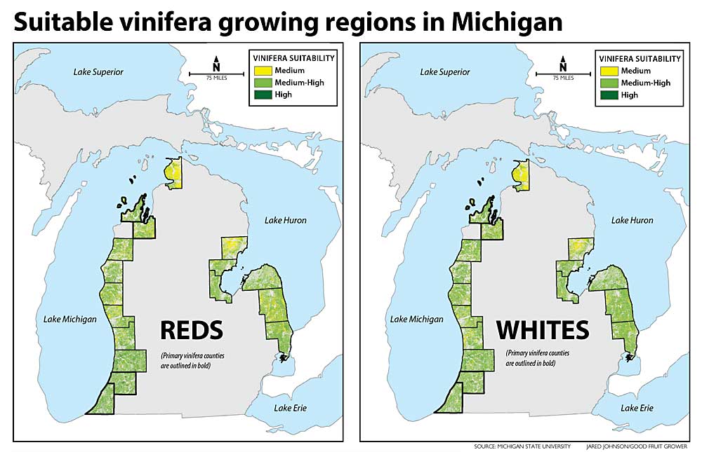 The maps above display the best counties for growing vinifera wine grapes in Michigan, according to a mapping tool developed by Michigan State University. Data was still being gathered at the time the map was created, and it should not be considered definitive. Red varieties are mapped on the left, white varieties on the right. Most of the state’s current vinifera plantings are clustered in the northwest and southwest parts of its Lower Peninsula, along Lake Michigan. Many suitable sites, especially along Lake Huron, have little to no vinifera cultivation. (Source: Michigan State University, Illustration: Jared Johnson/Good Fruit Grower)