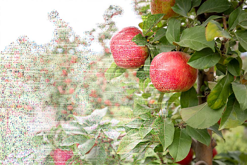 (Photo illustration by TJ Mullinax/Good Fruit Grower)