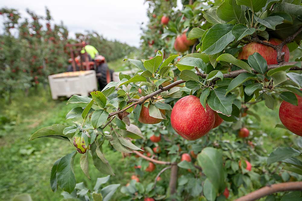 At Ridgetop Orchards in Fishertown, Pennsylvania, grower Mark Boyer keeps up with the red-coloring Honeycrisp “arms race” by summer pruning for greater light exposure and growing sports like Royal Red and Firestorm. (TJ Mullinax/Good Fruit Grower)