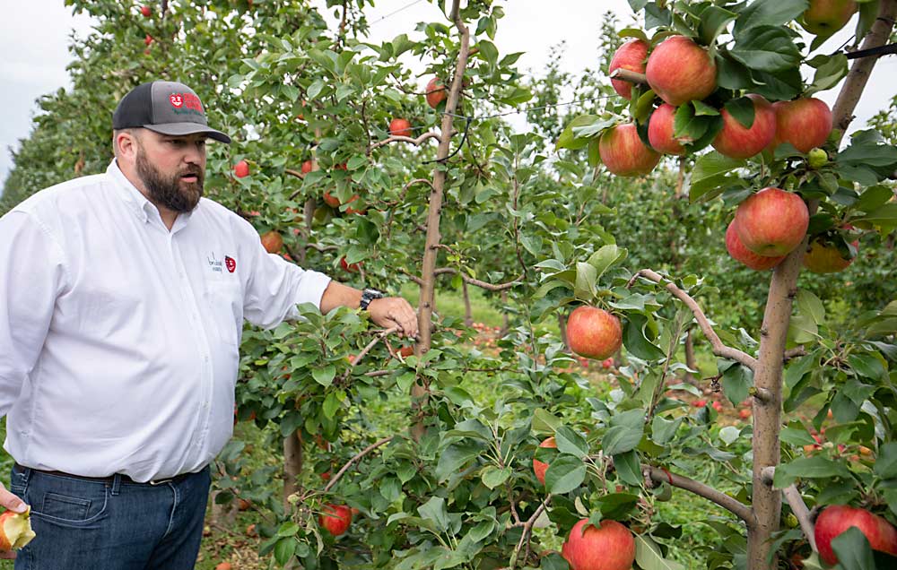 After years growing Honeycrisp, Boyer has learned it grows best in his region of Pennsylvania on a handful of rootstocks, including Geneva 11, Budagovsky 9 and 10, and Vineland 1. (TJ Mullinax/Good Fruit Grower)