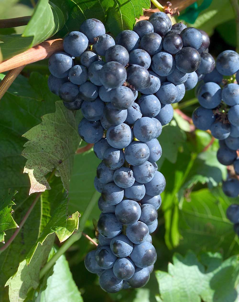 The Marquette grape, developed by the University of Minnesota for wine production, was released in 2006. Ontario just added Marquette to its list of varieties eligible for the prestigious VQA label. (Courtesy David Hansen/University of Minnesota)