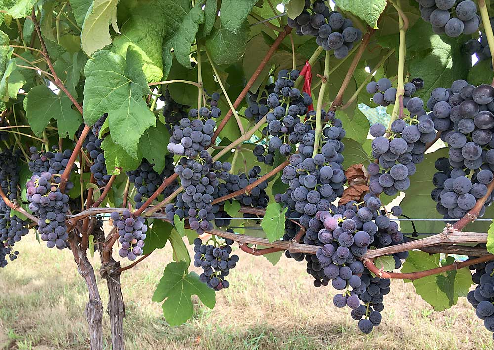 Mars, a productive seedless table grape with good flavor and relatively good disease resistance, performs well in New Hampshire growing conditions. The cold-hardy variety is available at multiple nurseries. (Courtesy Becky Sideman/University of New Hampshire)