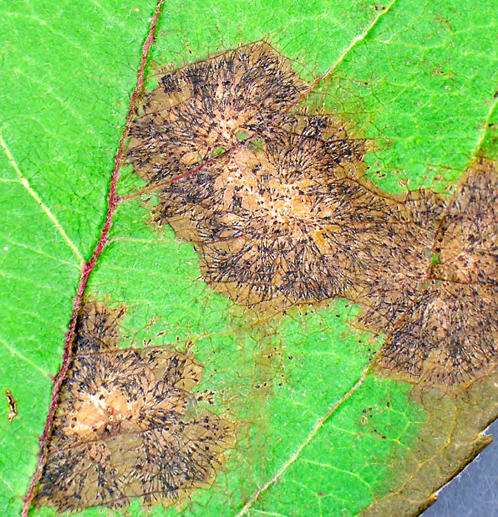 Marssonina blotch, seen here up close on Rome leaves from early October, affects some apple varieties more than others, but researchers don’t yet agree on which varieties are the most susceptible. (Courtesy Kari Peter/Penn State University)
