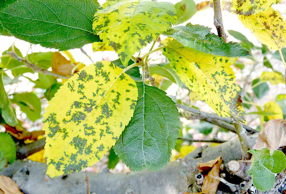 An example of marssonina blotch on apple leaves. It’s a symptom of the fungal pathogen Marssonina coronaria, which is becoming more of a problem in the Eastern United States, and perhaps beyond. (Courtesy Kari Peter/Penn State University)