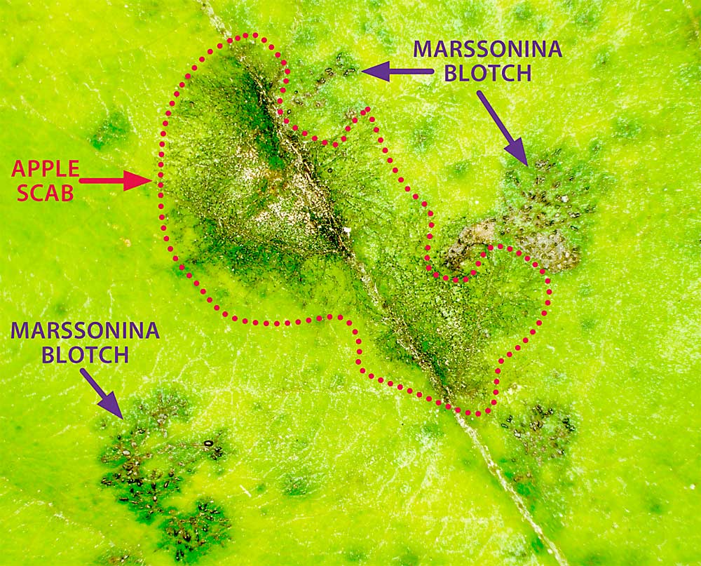 The difference between apple scab symptoms on a leaf, outlined, and those of marssonina blotch. The sister species are similar in some ways, but, unlike scab, marssonina poses a season-long problem. (Courtesy Kari Peter/Penn State University)