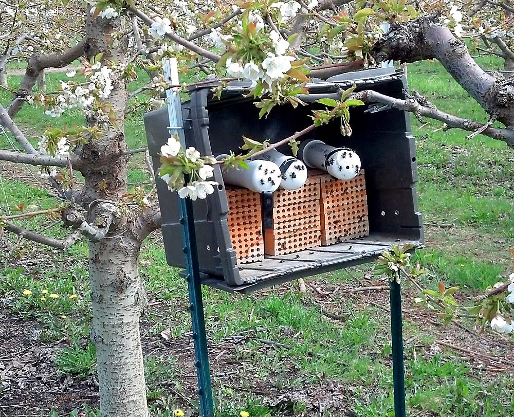 Mason bees emerge in April 2017 from PVC tubes set on top of nest boxes inside a shelter in an Omak, Washington, Staccato cherry orchard. Grower Jim Freese uses mason bees to supplement honey bees each year and has noticed improved fruit set and yields in his cherries. (Courtesy Jim Freese)