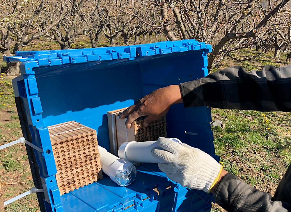 Galindo places the tubes and boxes horizontally in a plastic tub, mounted on posts and facing the morning sun. They close the flaps of the tub to protect bees during spraying. (Ross Courtney/Good Fruit Grower)