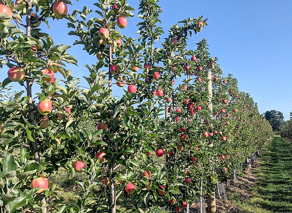 The Ambrosia block on G.41 in 2021. Successful orchard plantings take years of planning beforehand, according to an International Fruit Tree Association panel. (Courtesy Andre Tougas)