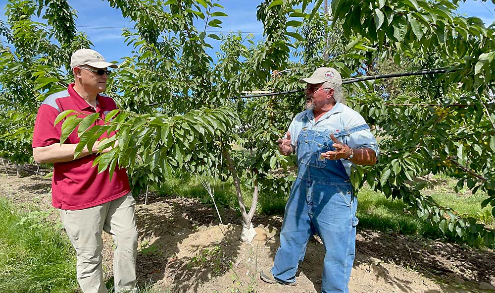 Stefano Musacchi, left, of Washington State University talks with Mathison about his preferred two-leader training system in a third-leaf Staccato block, planted on Mazzard roots at 7-feet by 14-feet spacing. (TJ Mullinax/Good Fruit Grower)