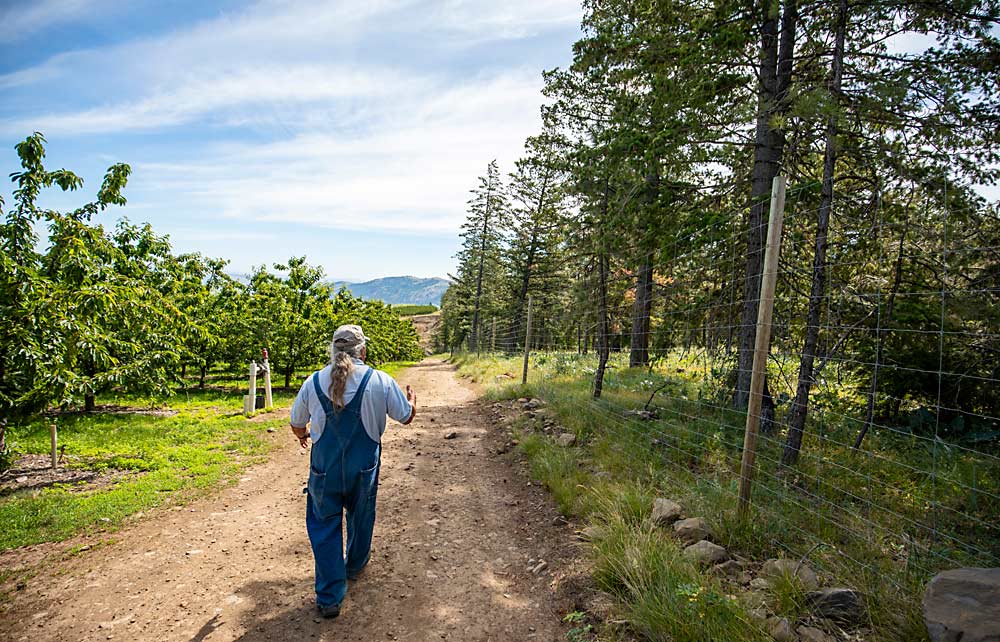 Mathison walks between his “cherry forest” and the native pine forest in the Cascade foothills at 3,400 feet of elevation. (TJ Mullinax/Good Fruit Grower)