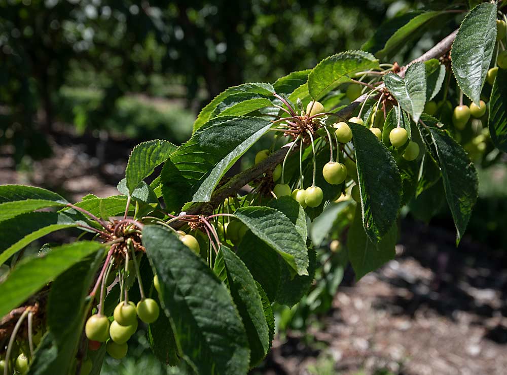 In late June, Staccato cherries in the high-elevation orchard are months from harvest. The elevation and shorter season create challenges with tree vigor but allow fruit to hit a very profitable market window, Mathison said. (TJ Mullinax/Good Fruit Grower)