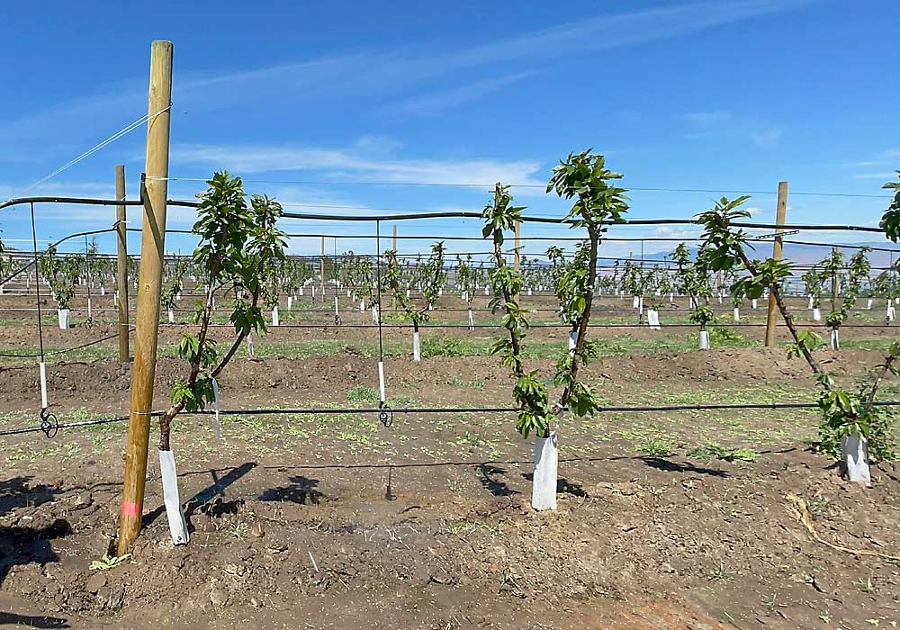 Planting half a mile uphill from the water source requires a lot of irrigation infrastructure, but when it comes to new plantings, Mathison prefers a flexible irrigation system. Microsprinklers are key to keeping fruit and trees cool in heat waves, but they are often knocked over by workers, so Mathison hangs them down instead and adjusts the height as the orchard grows. (TJ Mullinax/Good Fruit Grower)