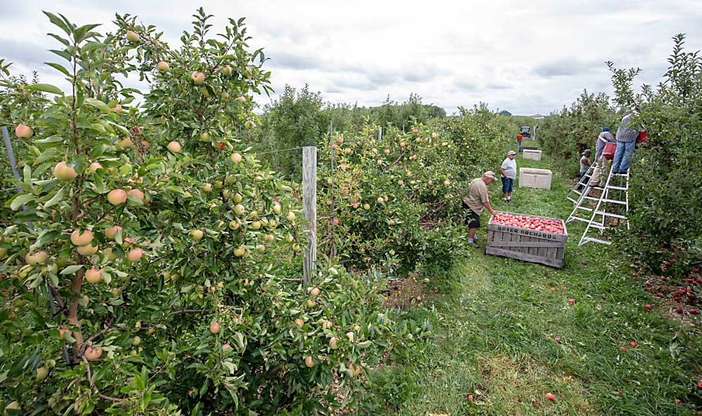 One of the first plantings of WildTwist, left, is not yet ripe as Matt Boyer looks over a bin of Gala apples being harvested at Boyer Orchards in mid-September. Boyer said he’d prefer a new apple with a mid-season harvest window, between Honeycrisp and Gala and the later varieties Fuji and EverCrisp, but WildTwist's harvest falls with the latter. (TJ Mullinax/Good Fruit Grower)