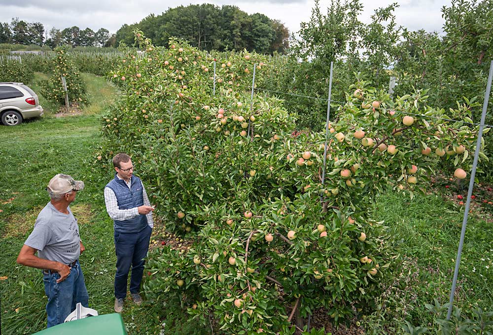 Ryan Hess, co-owner of Hess Bros. Fruit Co., right, with farm employee Tim Miller, checks fruit quality at some of the first Regal 10-45 trees, which produce the apple marketed as WildTwist, at Boyer Orchards in New Paris, Pennsylvania, in September 2021. (TJ Mullinax/Good Fruit Grower)