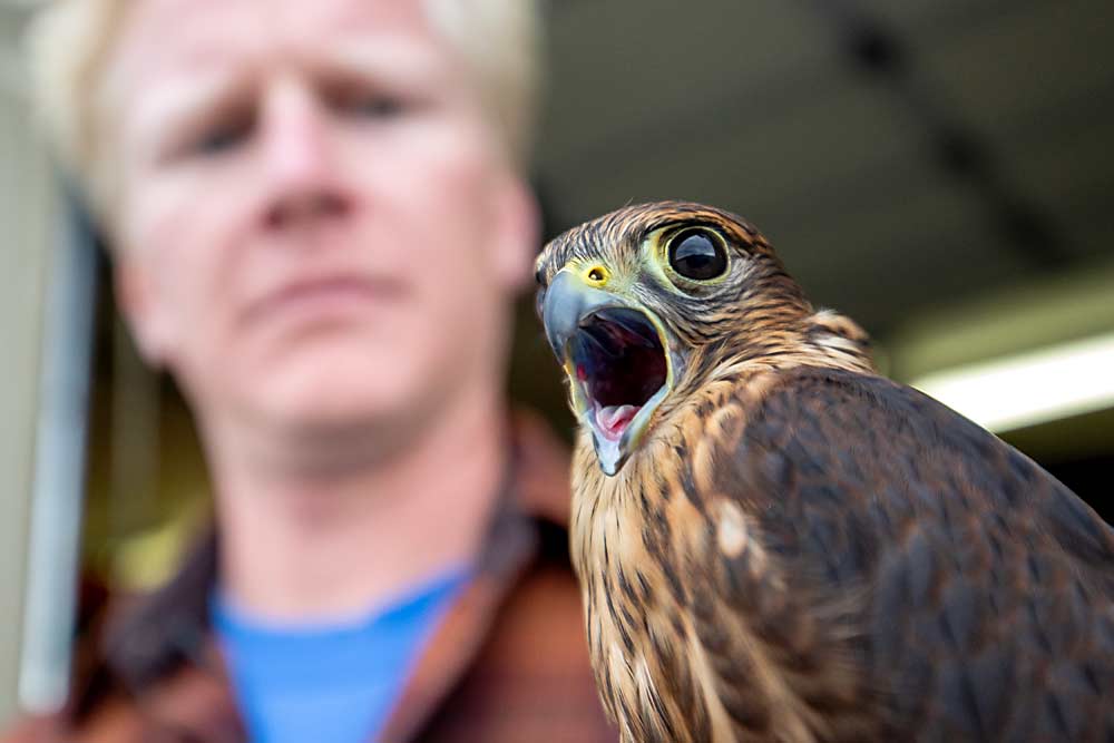 May, a falconer, uses the predators to help control rodents and pest birds. (TJ Mullinax/Good Fruit Grower)