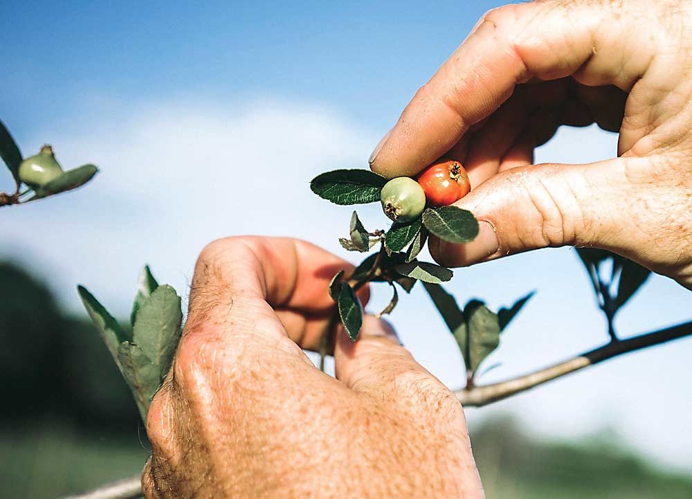 Though native to the shady swamps of the Southern United States, mayhaw trees have proven to produce well in orchards with full sun and soil pH between 6.0 and 6.5. Scott Meyer currently has 50 acres of mayhaws planted at his farm, Congaree and Penn, in Jacksonville, Florida. This winter he plans to plant another 100 acres in Jacksonville and about 100 more in Southern Georgia in 2021. (Courtesy Kristen Penoyer)
