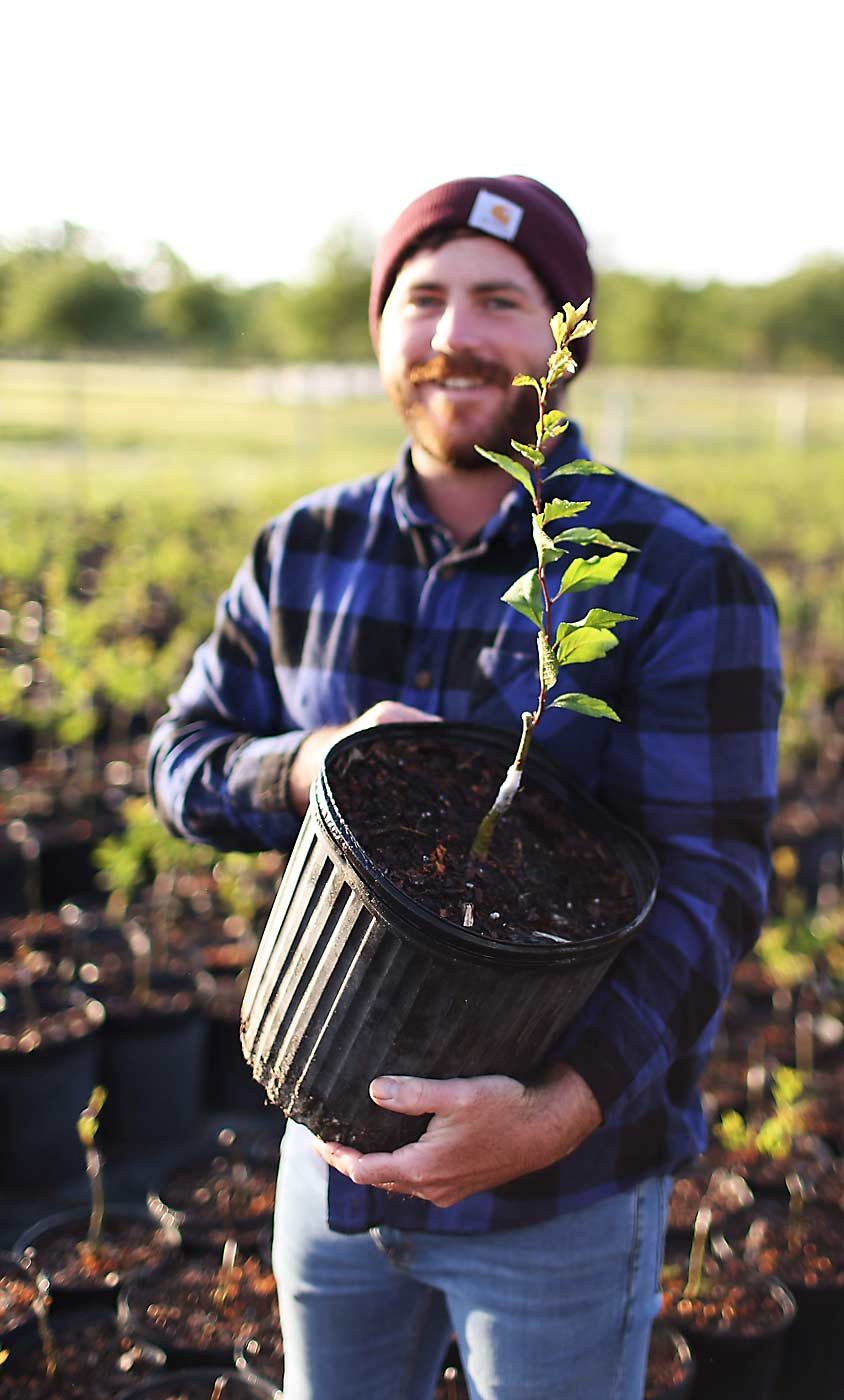 At his farm in Jacksonville, Florida, Meyer has big plans to grow a budding industry for commercial mayhaw production. Meyer started out grafting his mayhaw trees but recently developed tissue culture protocols for two new varieties. (Courtesy Jenna Alexander)