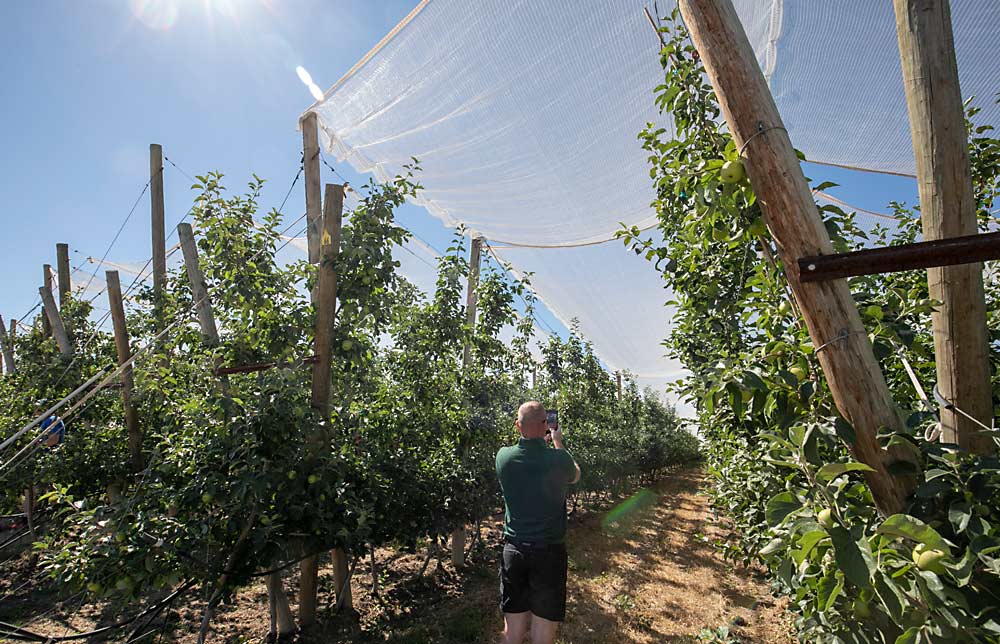 Robert Bradshaw, from St. Margarets, County Dublin, Ireland, photographs netting at a McDougall and Sons orchard outside Quincy, Washington, where an innovative rigging system allows workers on the ground to more efficiently retract the panels — and pull them back into place if the forecast changes. (TJ Mullinax/Good Fruit Grower)