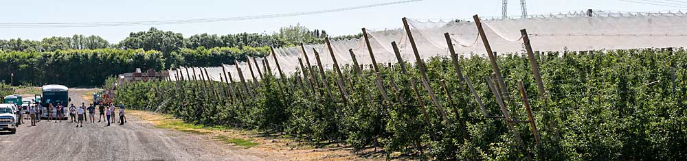 Netting provided sun protection for this McDougall and Sons Premier Honeycrisp orchard when the International Fruit Tree Association visited the Quincy, Washington, area in July, but as harvest approached in mid-August, crews pulled back the covers to boost fruit color. (TJ Mullinax/Good Fruit Grower)