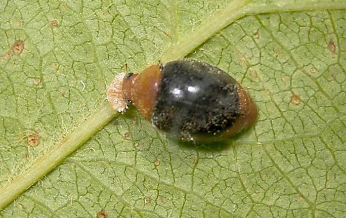 A mealybug destroyer consuming a mealybug. The natural enemy, which is available for commercial purchase, can reduce mealybug pressure in orchards. (Courtesy Rebecca Schmidt-Jeffris/USDA-Agricultural Research Service)