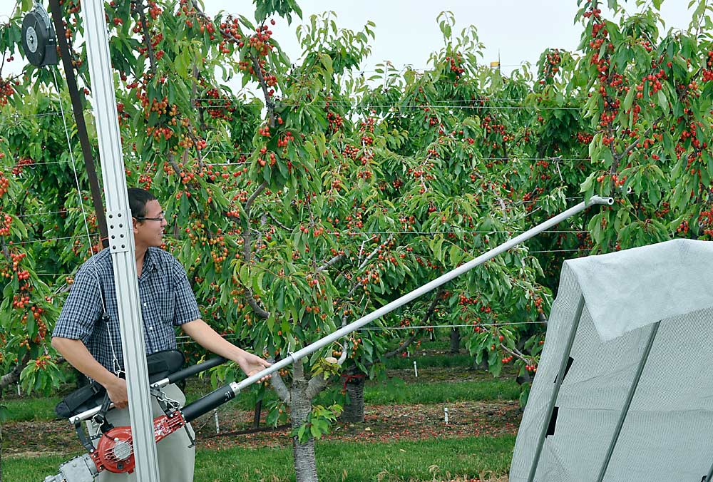 WSU engineer Manoj Karkee uses a handheld shake-and-catch cherry harvester during 2015 trials near Prosser. Researchers say the handheld model would cut picking time by at least one-third. (Courtesy Manoj Karkee/Washington State University)