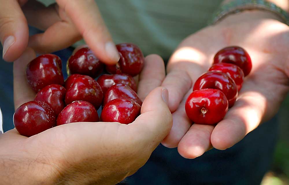 WSU cherry physiologist Matt Whiting inspects stem-free Skeena cherries, harvested in the machine trials, for bruising or damage at the stem abscission point. One of the hurdles of mechanical cherry harvest is convincing retailers to accept cherries without stems. (Courtesy Matt Whiting/Washington State University)