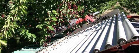 A mechanical harvester prototype, developed by the U.S. Department of Agriculture, is being studied in Washington state fresh-market cherry orchards. These Skeena cherries were harvested with the machine last year.