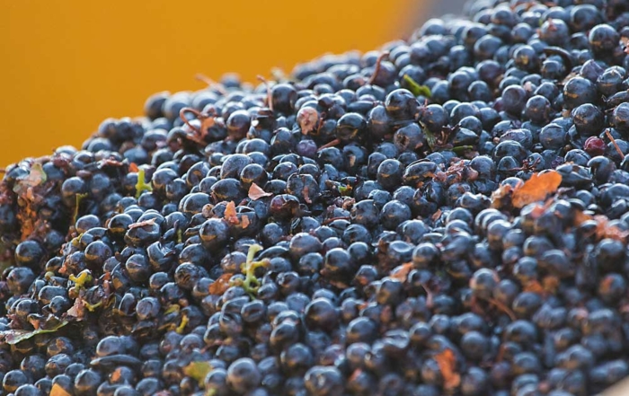 Cabernet Sauvignon grapes harvested in October 2015 at Cold Creek Vineyard near the Columbia River’s Hanford Reach area in Washington. Cold Creek is one of Ste. Michelle Wine Estate’s oldest and most prestigious vineyards in the state. (TJ Mullinax/Good Fruit Grower)