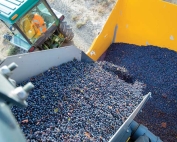 About three tons of Cabernet Sauvignon grapes are transferred to a gondola for transport to a winery. Very little MOG is included in the load of fruit.(TJ Mullinax/Good Fruit Grower)