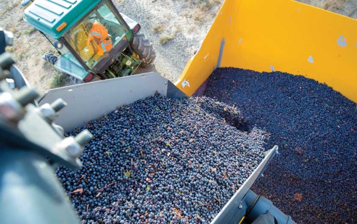 About three tons of Cabernet Sauvignon grapes are transferred to a gondola for transport to a winery. Very little MOG is included in the load of fruit.(TJ Mullinax/Good Fruit Grower)