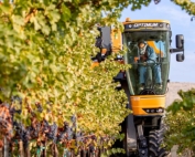 Cabernet Sauvignon grapes are mechanically harvested in October 2015 at Cold Creek Vineyard near the Columbia River’s Hanford Reach area in Washington. (TJ Mullinax/Good Fruit Grower)