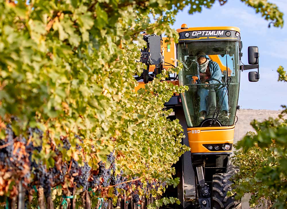 Cabernet Sauvignon grapes are mechanically harvested in October 2015 at Cold Creek Vineyard near the Columbia River’s Hanford Reach area in Washington. (TJ Mullinax/Good Fruit Grower)