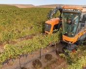 New mechanical grape harvesters have field sorting capability and can eliminate need for de-stemming, a task normally done at the winery. (TJ Mullinax/Good Fruit Grower)
