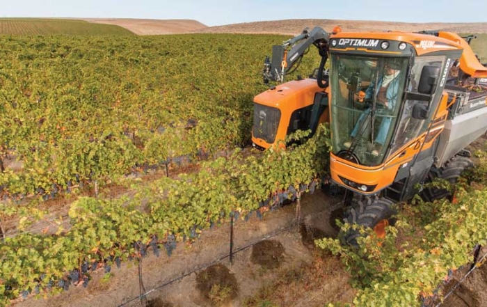 New mechanical grape harvesters have field sorting capability and can eliminate need for de-stemming, a task normally done at the winery. (TJ Mullinax/Good Fruit Grower)
