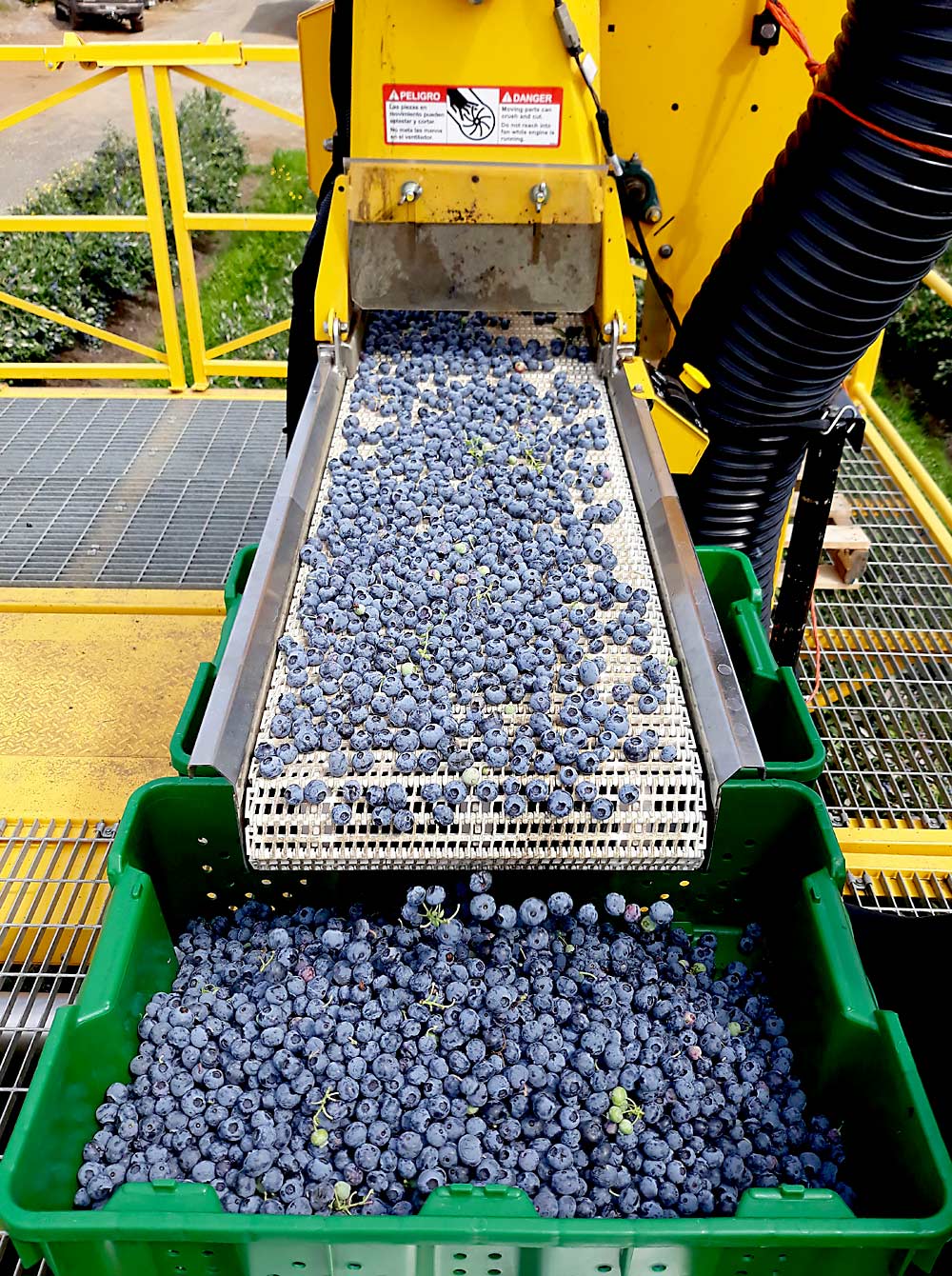 The experimental harvester is shown in action as blueberries are gathered into catch bins. (Courtesy Lisa DeVetter)
