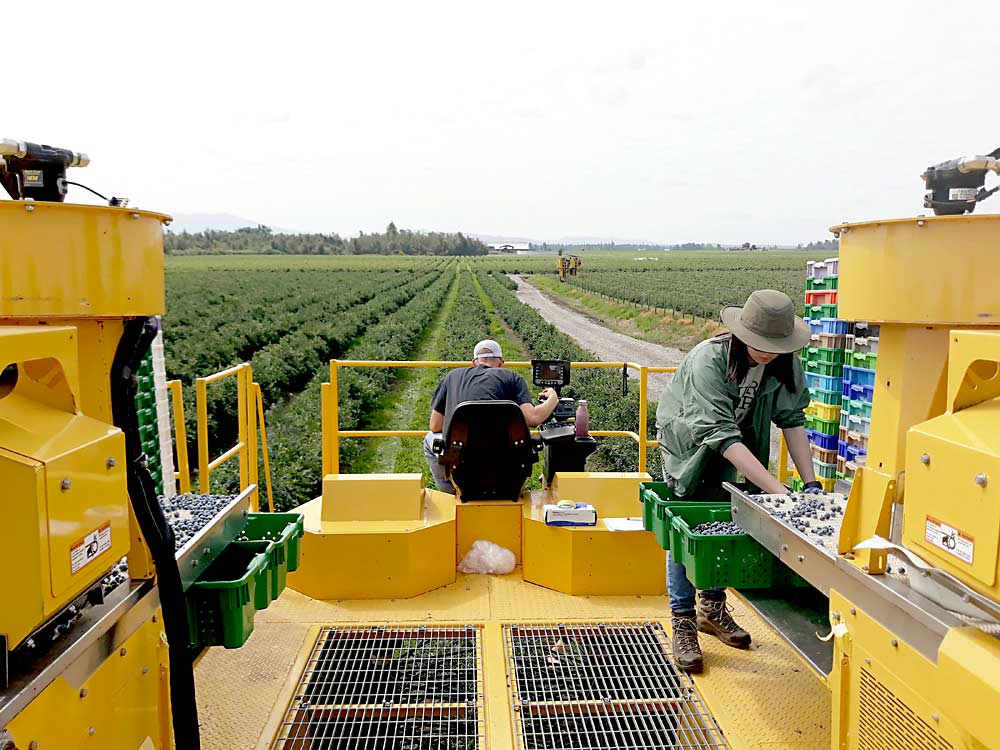 Researchers at WSU’s Northwest Research and Extension Center harvest blueberries in collaboration with commercial growers as part of a project to develop soft-catch harvest methods to improve packout for growers who want to mechanically harvest for the fresh market. (Courtesy Lisa DeVetter)