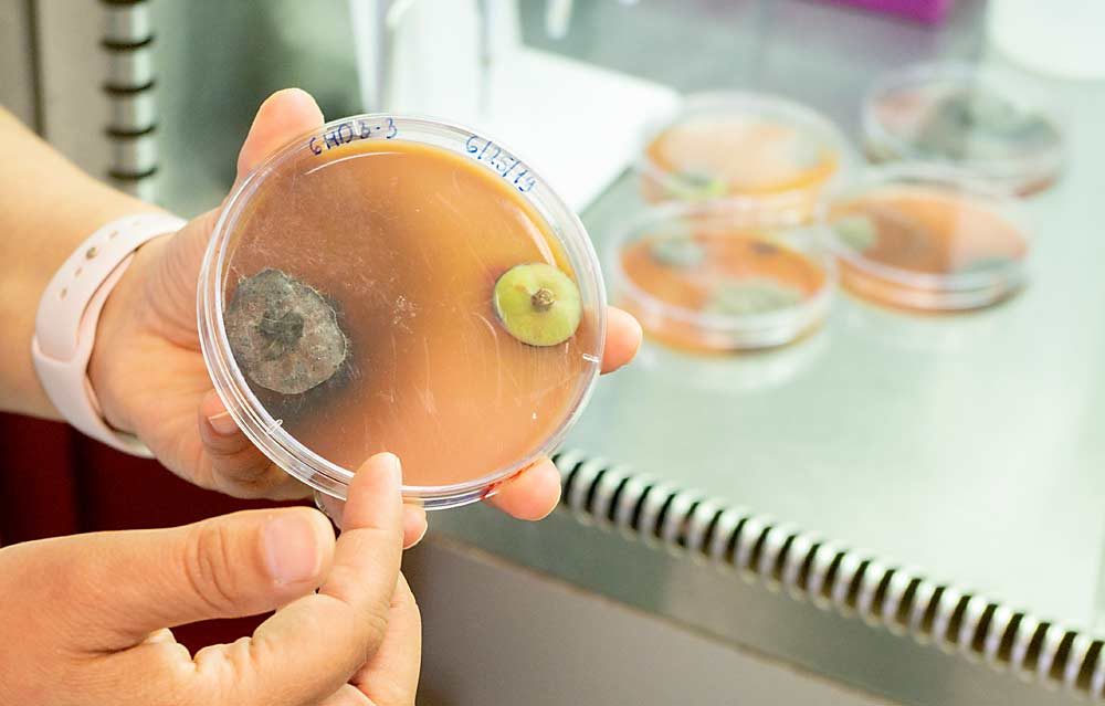 Achala KC, Oregon State University plant pathologist, shows gray mold isolated from a pear sample in her laboratory at the Southern Oregon Research and Extension Center near Medford in July. KC is studying cross-crop pathogens between wine grapes and pears. (Jonelle Mejica/Good Fruit Grower)