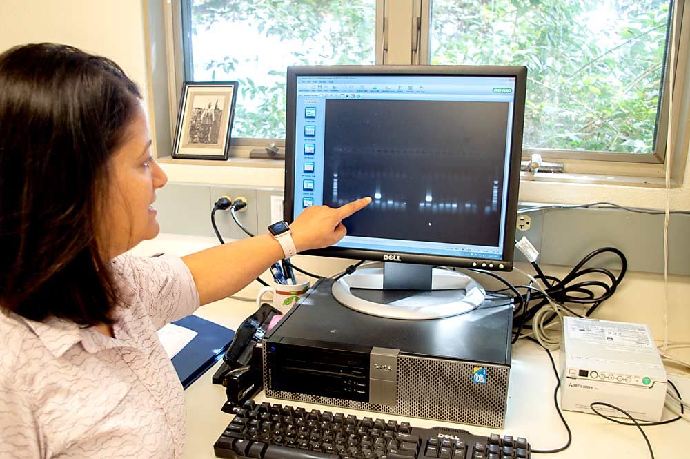 KC examines data from a DNA extraction of botrytis from a pear sample. This molecular method tells researchers how much of the pathogen is present. (Jonelle Mejica/Good Fruit Grower)